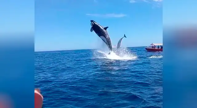 Orca sale del agua y golpea a un delfín Orca sale del agua y golpea a un delfín
