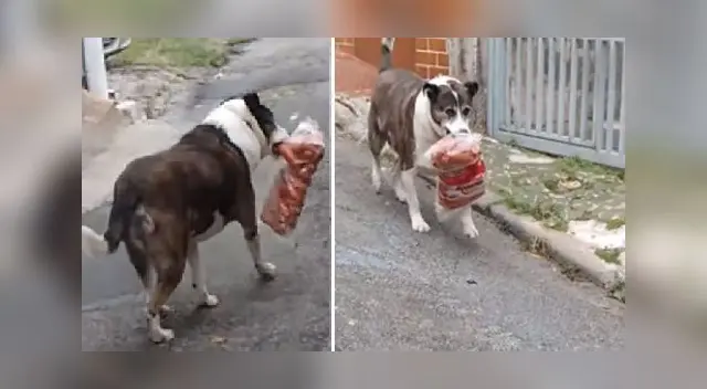 La escena ha causado la risa de miles en las redes sociales. La escena ha causado la risa de miles en las redes sociales.