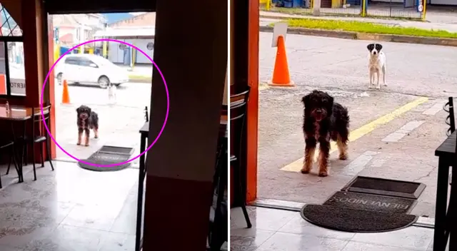 La conmovedora historia del perrito y su amigo se hizo viral en Internet. La conmovedora historia del perrito y su amigo se hizo viral en Internet.