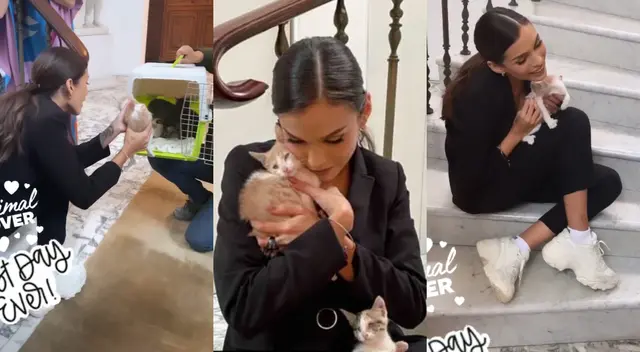 La Miss Perú Janick Maceta realizó una sesión de fotos junto a estos animales y se conmovió al pedir que sean llevados a un hogar. La Miss Perú Janick Maceta realizó una sesión de fotos junto a estos animales y se conmovió al pedir que sean llevados a un hogar.