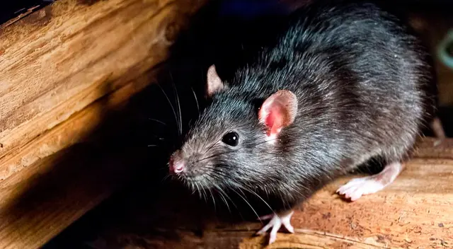 “Las ratas son animalitos que salen de noche, por eso podemos relacionarlas con la carta de La Luna, que es el arcano de los enemigos ocultos ”, dijo la tarotista Victoria Arderius.