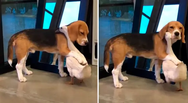 “Este mi perro es un cachorro Beagle. Su nombre es Bruno y mi pato se llama Tweeti”, dijo su familia. “Este mi perro es un cachorro Beagle. Su nombre es Bruno y mi pato se llama Tweeti”, dijo su familia.