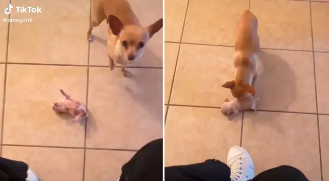 La perrita empujó a su cachorro para que lo vea su dueña. La perrita empujó a su cachorro para que lo vea su dueña.