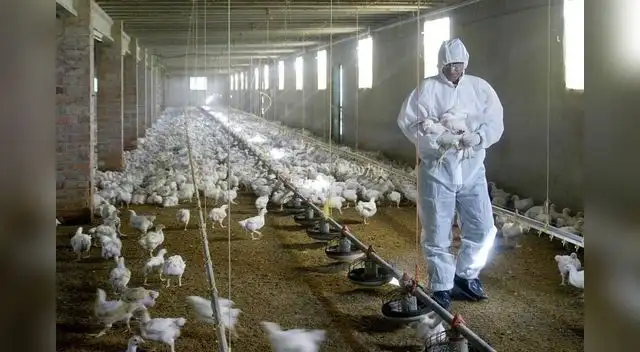 China: confirman el primer caso mundial de la gripe aviar H10N3 en humanos