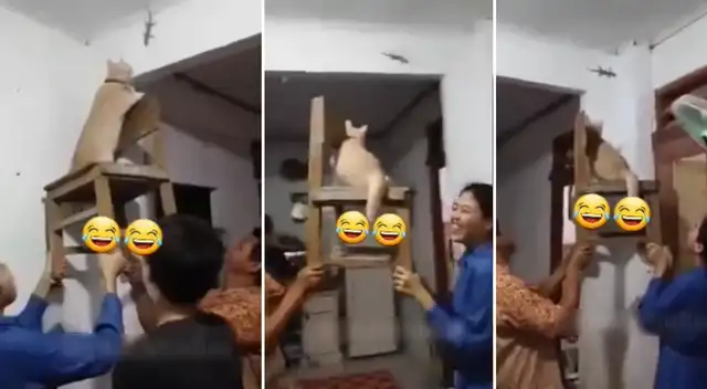 Peculiar video del gato se viralizó en las redes sociales.