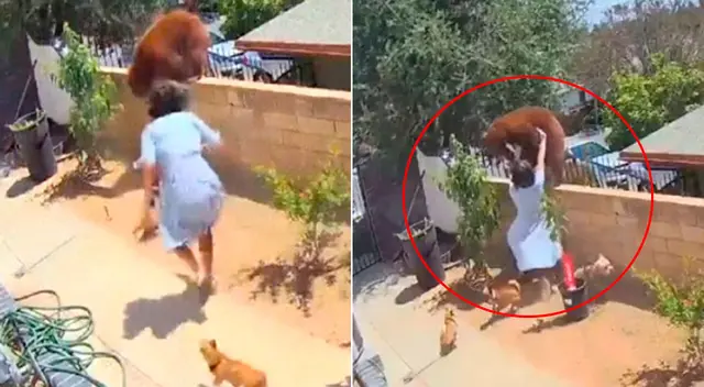 La joven empujó a la osa para salvar a sus mascotas. La joven empujó a la osa para salvar a sus mascotas.