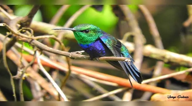 Decenas de especies habitan en los bosques de la zona Decenas de especies habitan en los bosques de la zona