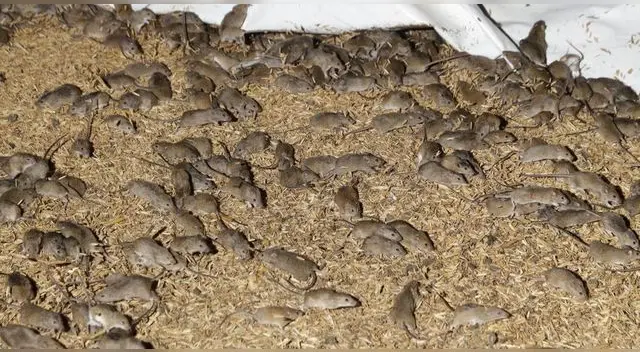 Plaga de ratones invade Australia y genera temor entre los ciudadanos.