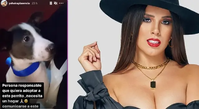 Yahaira Plasencia le busca un hogar a cachorro. Yahaira Plasencia le busca un hogar a cachorro.