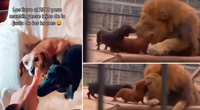 Las mascotas jugaron con el león. Las mascotas jugaron con el león.