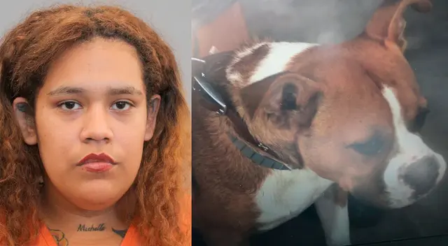 El dueño del can recibió una citación porque el perro de 6 meses estaba suelto.