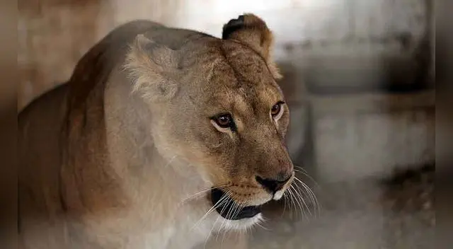 India: muere leona de 9 años tras contagiarse de la COVID-19 en un zoológico. India: muere leona de 9 años tras contagiarse de la COVID-19 en un zoológico.