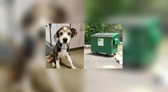 La mascota se encontraba estresada y jadeando. Además tenía ceguera y había perdido parte de la audición por su avanzada edad. La mascota se encontraba estresada y jadeando. Además tenía ceguera y había perdido parte de la audición por su avanzada edad.