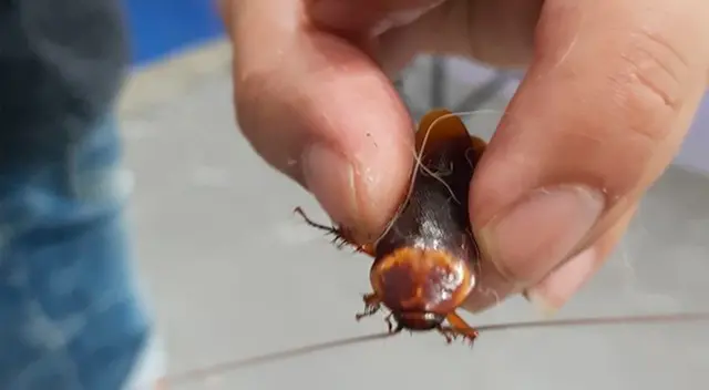 El médico veterinario precisó que esto es real, y que cada vida, por más insignificante que sea, es importante. El médico veterinario precisó que esto es real, y que cada vida, por más insignificante que sea, es importante.