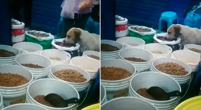 La dueña de la tienda dejó que el can comiera. La dueña de la tienda dejó que el can comiera.