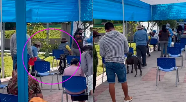 El perrito se sentó junto a su dueño y esperó a que lo vacunen.