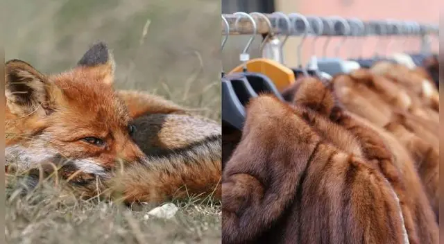 La funcionaria escribió que Israel se convirtió “en el primer Estado del mundo en prohibir la venta de pieles” para esta finalidad. La funcionaria escribió que Israel se convirtió “en el primer Estado del mundo en prohibir la venta de pieles” para esta finalidad.