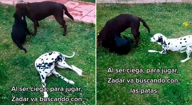 El tierno video no tardó en hacerse viral en TikTok. El tierno video no tardó en hacerse viral en TikTok.