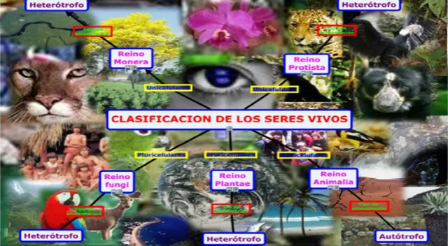 Nutrición de los seres vivos: tipos y clasificación de alimentación Nutrición de los seres vivos: tipos y clasificación de alimentación