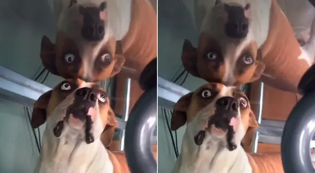 La cachorra se asombró al ver su reflejo. La cachorra se asombró al ver su reflejo.