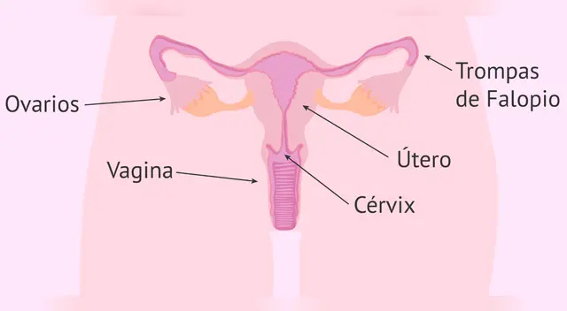 Su principal tarea es recibir las células sexuales masculinas.