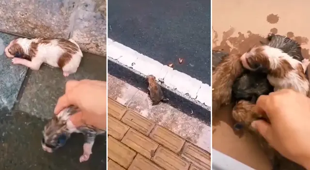 El emotivo video viral cuenta con más de 26 millones de reproducciones en TikTok. El emotivo video viral cuenta con más de 26 millones de reproducciones en TikTok.