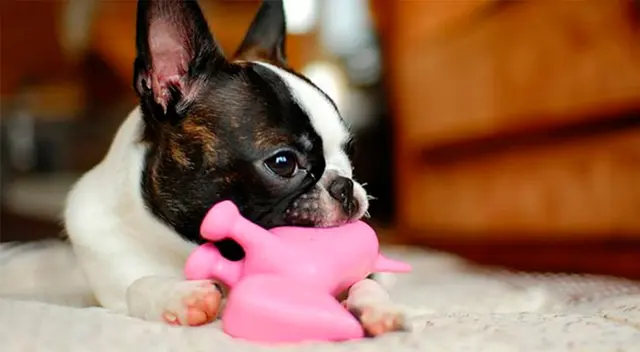 Este peligroso síndrome trae problemas y obstrucciones gastrointestinales. Este peligroso síndrome trae problemas y obstrucciones gastrointestinales.