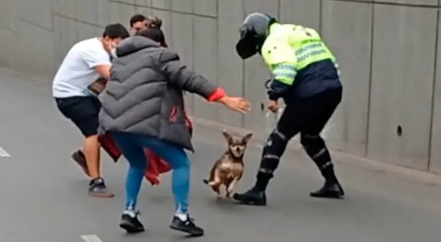 El travieso chihuahua hizo correr a los conductores y serenos de Surco. El travieso chihuahua hizo correr a los conductores y serenos de Surco.