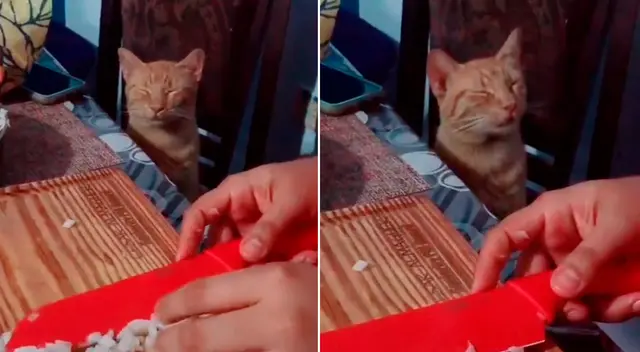 El divertido video hizo reí a miles en TikTok. El divertido video hizo reí a miles en TikTok.