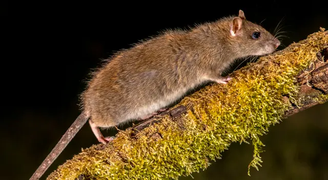 Significado de soñar con ratones huyendo