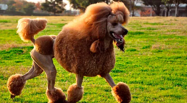 Fue descubierta por la raza de su perro