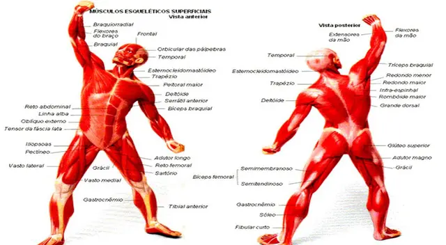 El sistema muscular nos perite la movilidad.