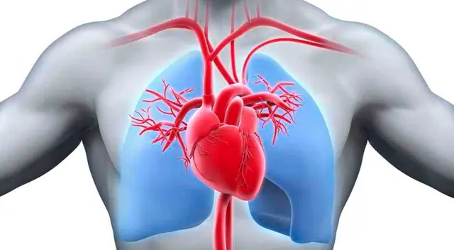Conoce AQUÍ qué es y cuales son las partes del sistema circulatorio Conoce AQUÍ qué es y cuales son las partes del sistema circulatorio