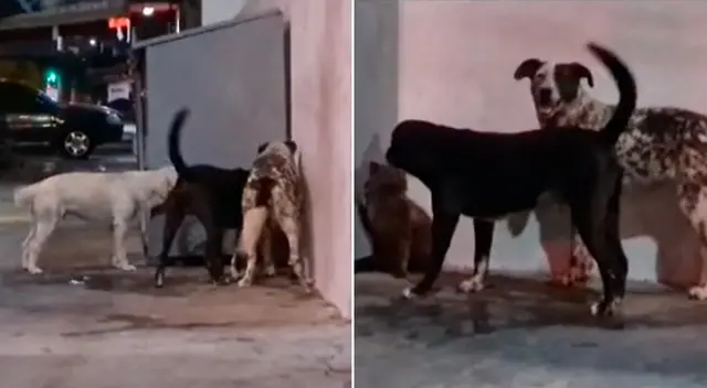 El gatito fue liberado gracias al joven. El gatito fue liberado gracias al joven.