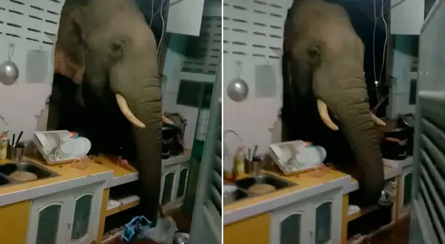El elefante buscó comida con su trompa. El elefante buscó comida con su trompa.