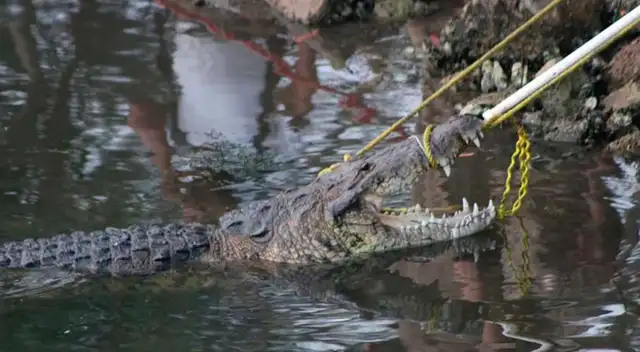 El animal fue liberado tras recuperar el cuerpo de la víctima.