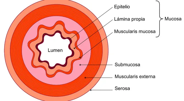 Son aquellos músculos que no podemos controlar.