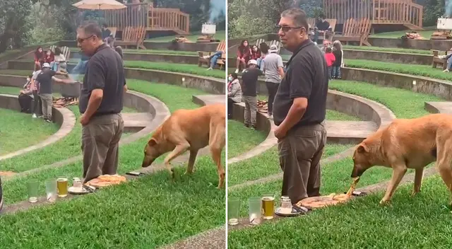 Las mascota escapó con el trozo de pizza en su hocico.