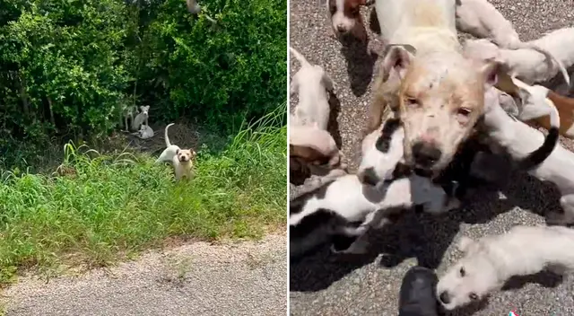 La perrita y sus bebés fueron rescatados gracias a un joven. La perrita y sus bebés fueron rescatados gracias a un joven.