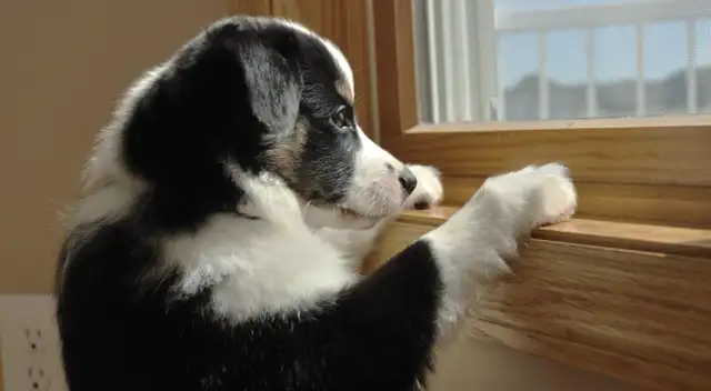 Realiza ejercicios de simulación y establece horarios para que tu mascota se acostumbre a estar sola en casa. Realiza ejercicios de simulación y establece horarios para que tu mascota se acostumbre a estar sola en casa.