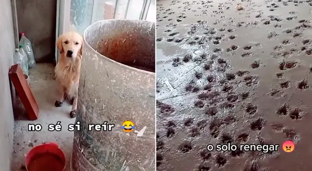 La divertida escena logró obtener más de 9 millones de reproducciones en TikTok. La divertida escena logró obtener más de 9 millones de reproducciones en TikTok.