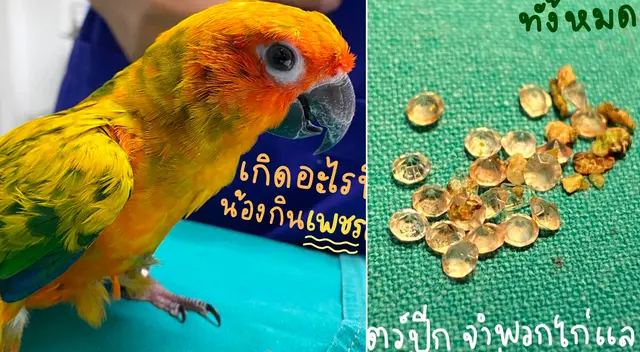 El periquito de ocho meses fue intervenido de emergencia. El periquito de ocho meses fue intervenido de emergencia.