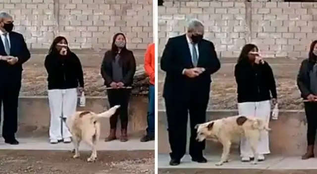 Perrito irrumpe un acto público y orina a la que estaba dando el discurso.