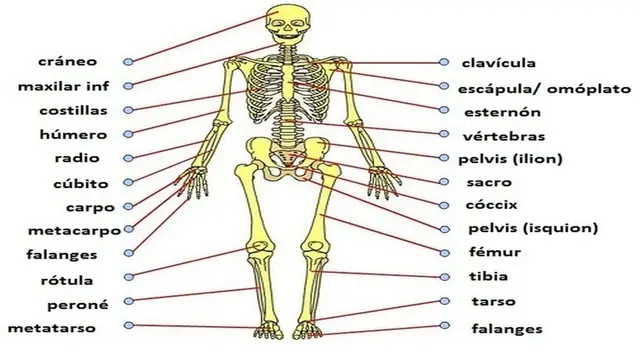 Aprende sobre la función vital del sistema esquelético y maravíllate con la asombrosa estructura que compone el esqueleto humano. Aprende sobre la función vital del sistema esquelético y maravíllate con la asombrosa estructura que compone el esqueleto humano.