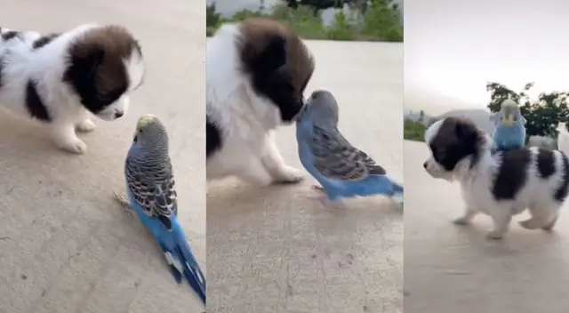 Peculiar video de los animales se hizo viral en las redes sociales. Peculiar video de los animales se hizo viral en las redes sociales.