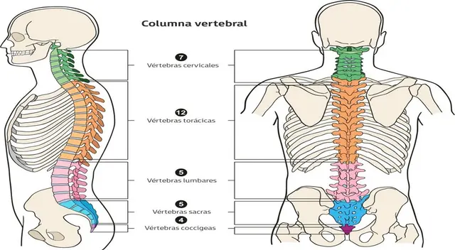 La columna vertebral y sus partes.