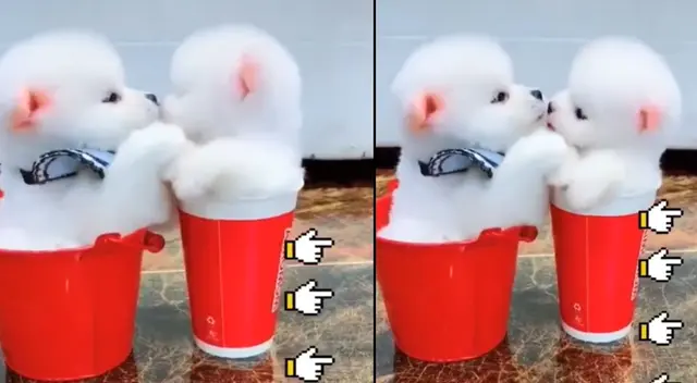 Peculiar video de los cachorros se hizo viral en las redes sociales. Peculiar video de los cachorros se hizo viral en las redes sociales.