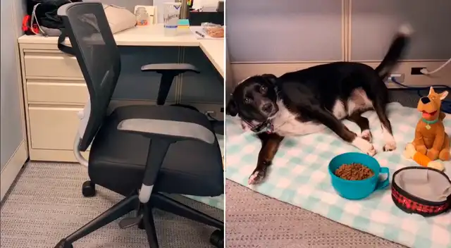 El muchacho adaptó su oficina para su perrito estuviese cómodo.