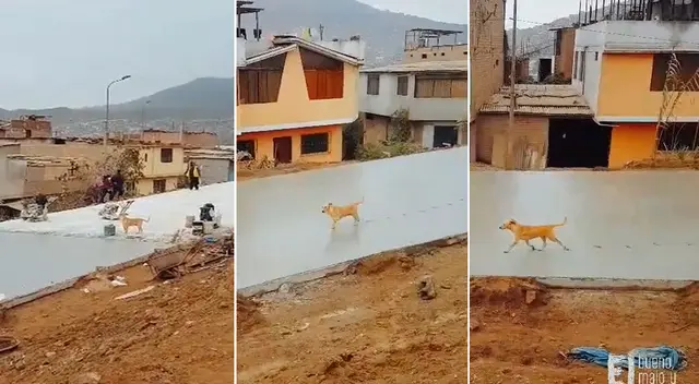 Perrito camina sobre cemento fresco y arruina el trabajo de obreros y video se hace viral.