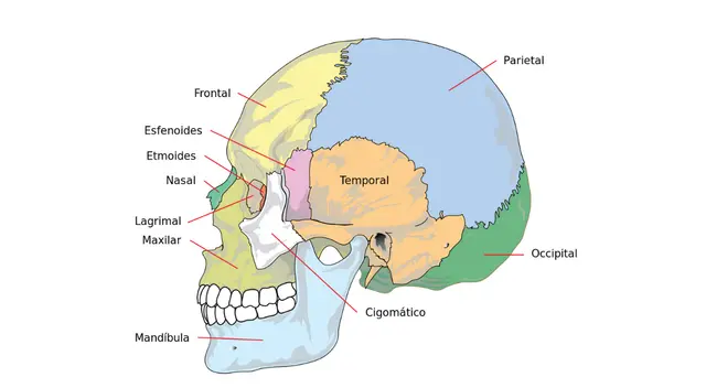 El cráneo va creciendo conforme pasamos a la adultez.